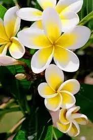 Plumeria Flower Seeds for Planting - NON GMO Seeds Dhara Seeds