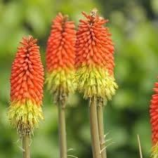 Fresh Caulescens Flower Seeds for Planting - 100 seeds for planting in home garden