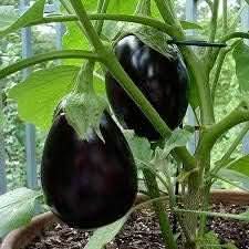 Eggplant Seeds for Planting, Black