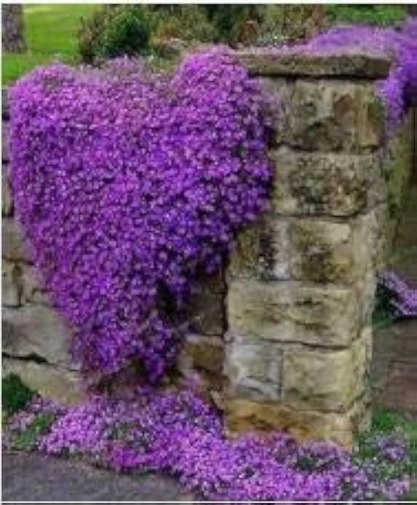 Creeping Thyme Thymus serpyllum Seeds for Planting in Ground Cover