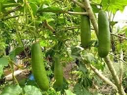 Cassabanana Seeds for Gardening