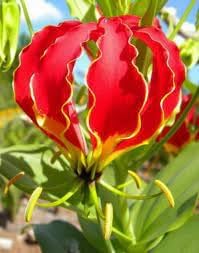 Gloriosa Flower Seeds for Planting - 100