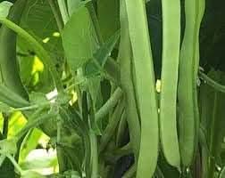 Green Bean Vegetable Seeds for Planting