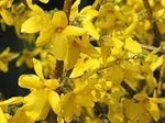 Forsythia Flower Seeds for Planting - NON GMO Seeds Dhara Seeds