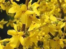 Forsythia Flower Seeds for Planting - NON GMO Seeds Dhara Seeds