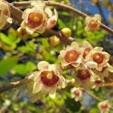 Chimonanthus Praecox Chimonanthus praecox Flower Seeds for Planting in Garden