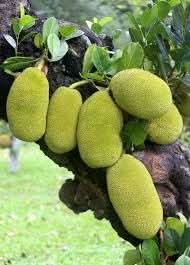 Breadfruit Seeds - Grow a Nutritious and Tasty Fruit in Your Garden