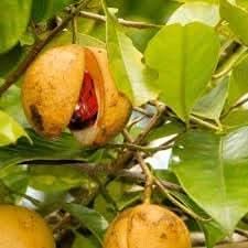 Myristica Fragrans Fruit Seeds for Growing Nutmeg Trees