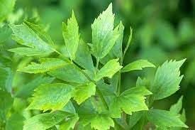 Lovage Herb Seeds for Planting Scientific Name Placeholder for planting in home garden