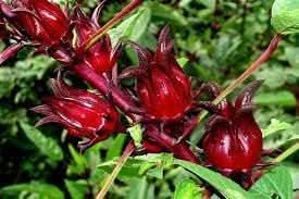 Roselle Hibiscus fruit seeds
