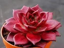 Echeveria Agavoides Romeo Plant Seeds for Planting - NON GMO Seeds Dhara Seeds