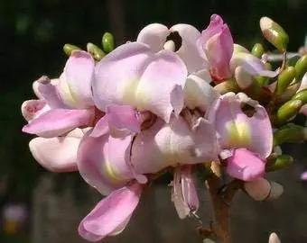 Fresh Gliricidia Maculata Madre de Cacao Seeds for Planting Dhara Seeds