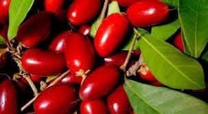 Miracle Fruit Seeds - Sweeten Sour Foods Naturally with Miracle Berries NON GMO Seeds