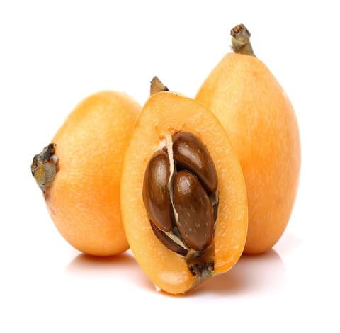 Orange Loquat Fruit - Heirloom, Non - Gmo Seeds