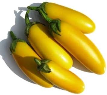 Yellow mix eggplant Solanum melongena seeds for planting in vegetable patch