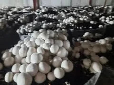 Edible Mushroom Seeds for Home Garden