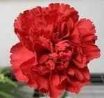 Carnation Red Flower Seeds for Planting - NON GMO Seeds Dhara Seeds