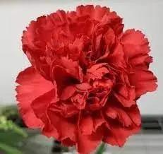 Carnation Red Flower Seeds for Planting - NON GMO Seeds Dhara Seeds
