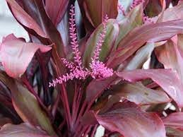 Cordyline Plant Seeds for Planting - 100 seeds for planting in home garden