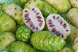 Noni fruit seeds for planting
