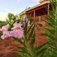 Chilopsis Flower Seeds – Heirloom Non-GMO Seeds for Drought-Tolerant and Ornamental Garden Planting - Flower for planting in home garden
