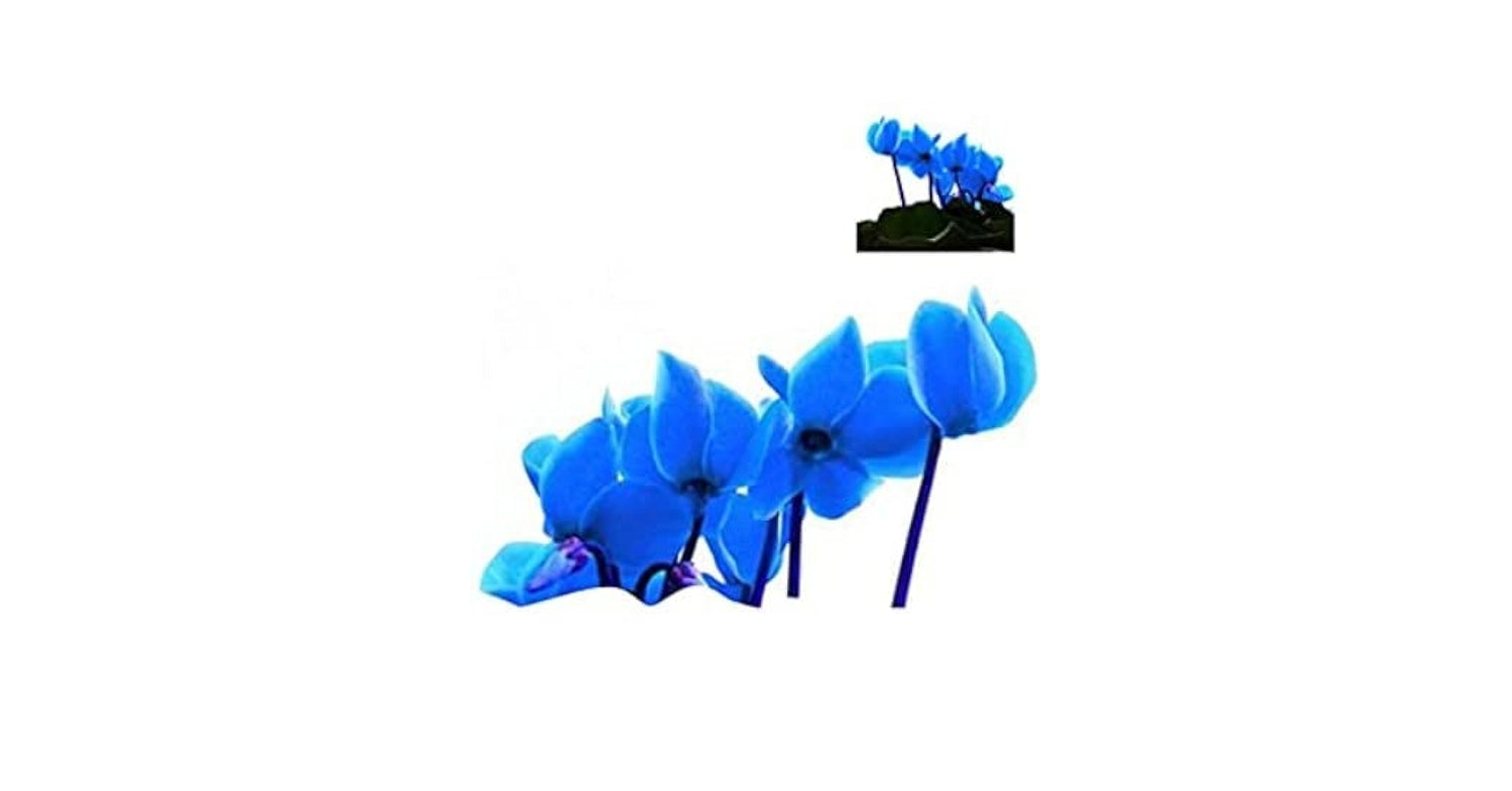 Blue White Cyclamen Flower Seeds for Planting - NON GMO Seeds