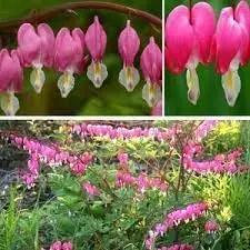 Poof Flower Seeds for Garden Planting - NON GMO Seeds Dhara Seeds