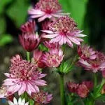 Masterwort Flower Seeds for Garden - NON GMO Seeds Dhara Seeds