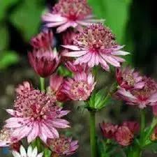 Masterwort Flower Seeds for Garden - NON GMO Seeds Dhara Seeds