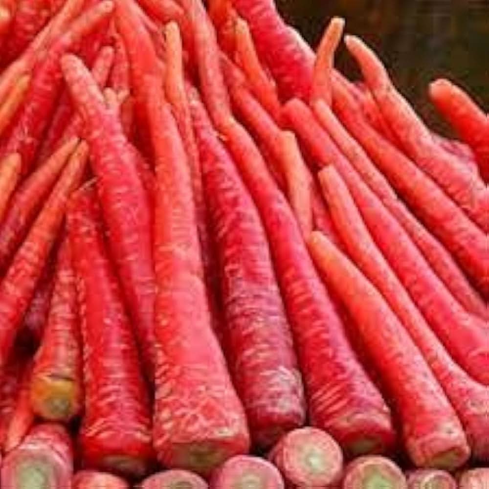Five Inch Carrot Daucus Carota vegetable seeds for planting in backyard gardening or potted kitchen garden containers