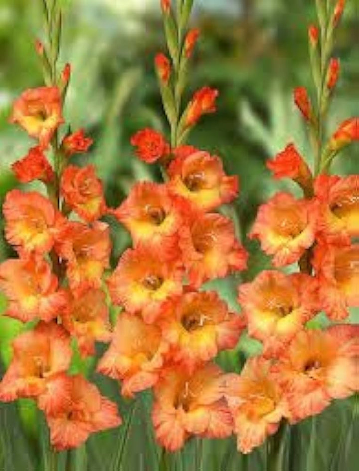 Organic Yellow Red Gladiolus Flower Seeds for Planting – Heirloom, Non-GMO Perennial Blooms