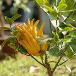 Buddha's Hand Flower Seeds for Planting - NON GMO Seeds Dhara Seeds
