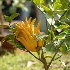 Buddha's Hand Flower Seeds for Planting - NON GMO Seeds Dhara Seeds