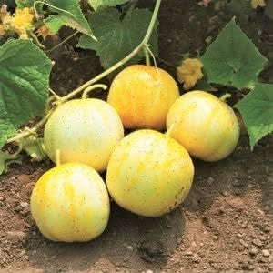 Lemon Cucumber Seeds for Planting - Grow Natural Vegetables at Home Garden