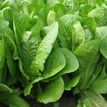 Romaine Vegetable Seeds for Planting