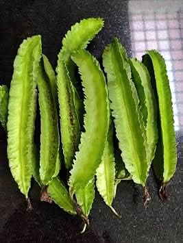 Winged Bean Psophocarpus tetragonolobus seeds for garden planting
