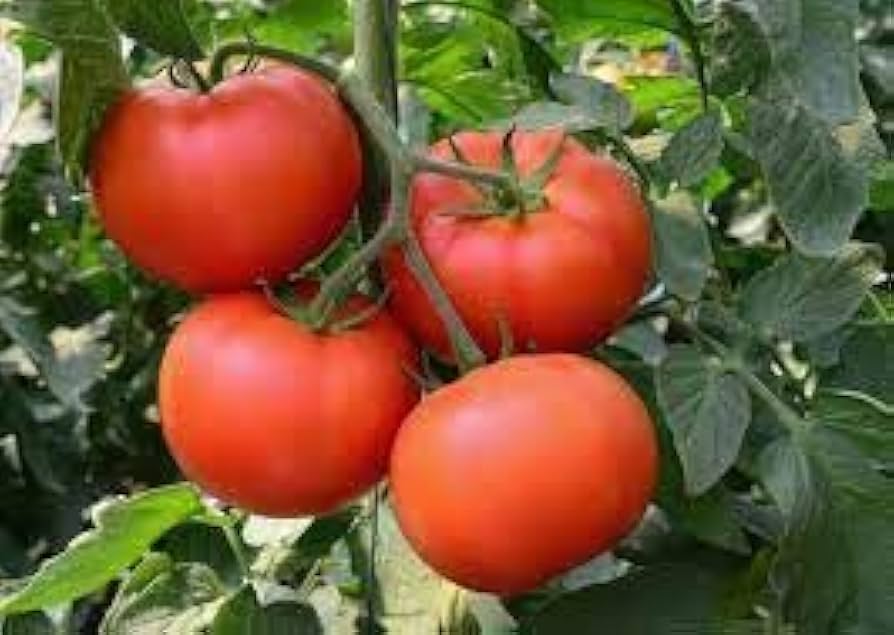 Giant red tomato seeds (Solanum lycopersicum) for planting in home garden
