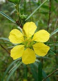 Sinicuichi Flower Seeds for Garden Planting - 100 pcs for planting in your garden.
