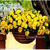 Yellow Pansy Flower Heirloom Non Gmo Image