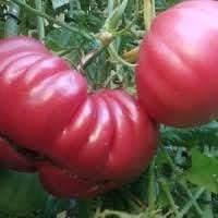 Giant Tomato Vegetable Seeds for Planting - Heirloom and Non-GMO Garden Seeds