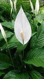 Spathiphyllum Flower Seeds Heirloom Non GMO Planting - 100 for planting in home garden