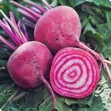 Chioggia Beet Beta vulgaris seeds for kitchen garden planting