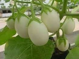 Berenjena Blanca Solanum melongena seeds for garden planting