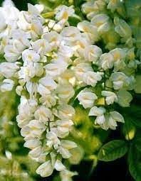 Pagoda Flower Seeds for Planting - 100 seeds for planting in home garden