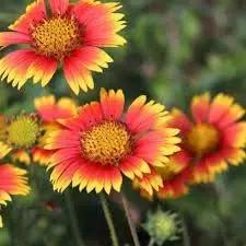 Blanket Flower Wildflower Seeds for Planting -NON GMO Seeds Dhara Seeds
