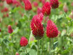 Manure Flower Seeds for Planting - 100 seeds for planting in home garden