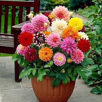 Tomo Pilot Dahlia Easy-Grow Flower Seeds
