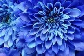 Dahlia Sky Blue Flower Seeds for Planting - NON GMO Seeds Dhara Seeds
