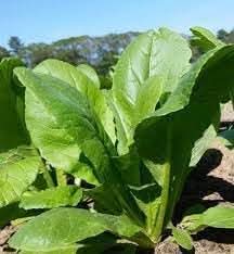 Komatsuna Seeds for Planting