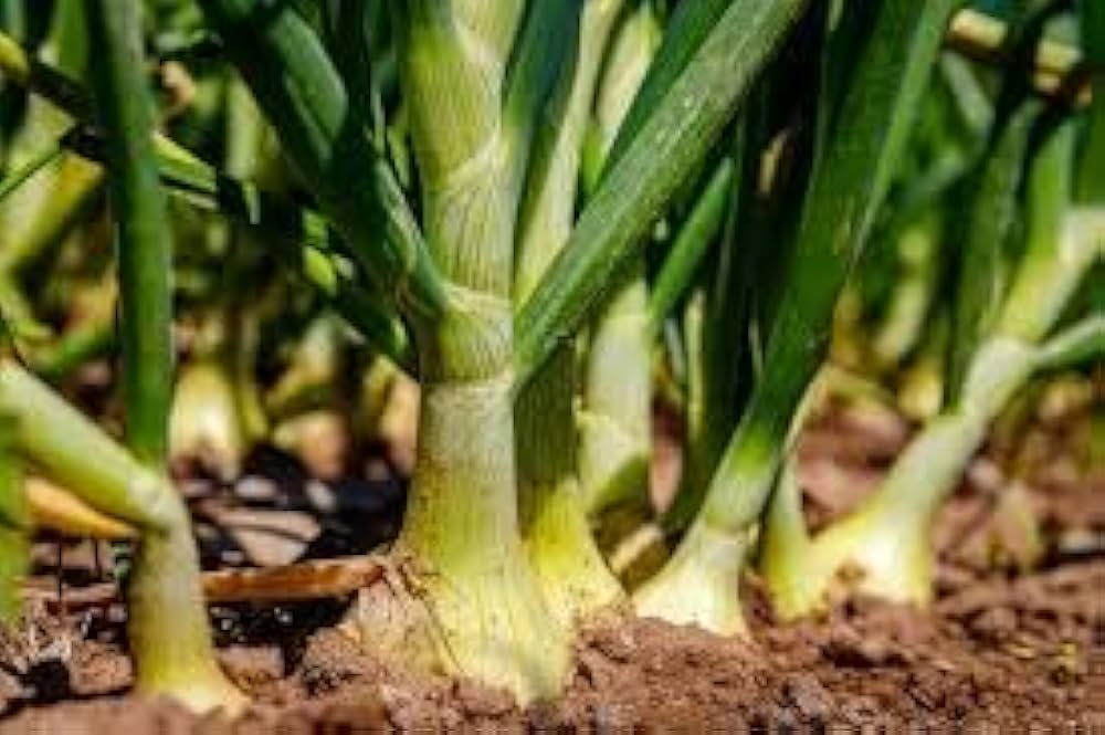 Green Mountain Multiplier Onion seeds